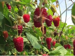 Малина ремонтантная 