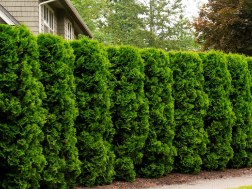 Туя западная Туя западная