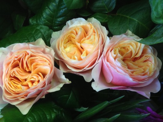 Роза чайно-гибридная Роза чайно-гибридная