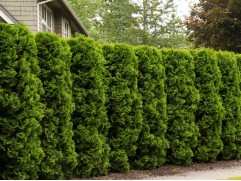 Туя западная Туя западная