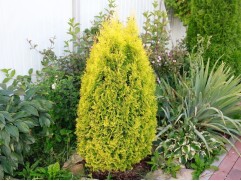 Туя западная 