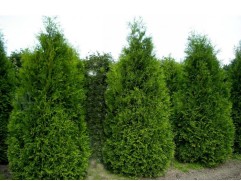 Туя западная Туя западная