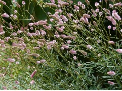 Кровохлебка лекарственная 