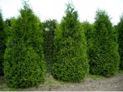 Туя западная 