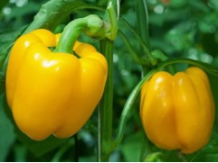 Перец сладкий 