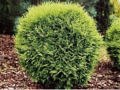 Туя западная Туя западная