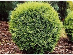 Туя западная Туя западная