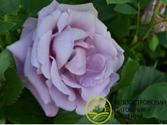 Роза чайно-гибридная 