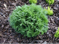 Туя западная Туя западная