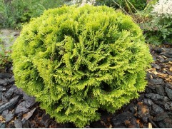 Туя западная Туя западная