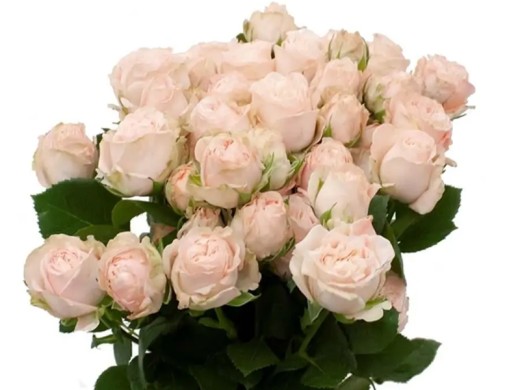 Роза спрей Роза спрей