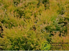 Туя западная 