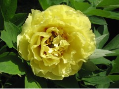 Пион Ито-гибрид 