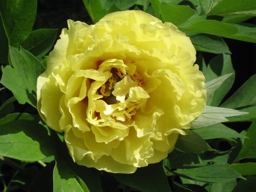 Пион Ито-гибрид Пион Ито-гибрид