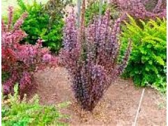 Барбарис Тунберга 