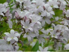 Колокольчик молочноцветковый 