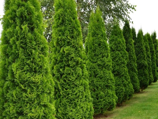 Туя западная "Smaragd" (Контейнер 15,0л.) Туя западная "Smaragd" (Контейнер 15,0л.)