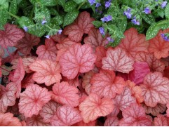 Гейхера гибридная 
