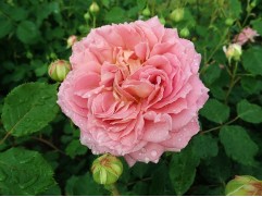 Роза английская 