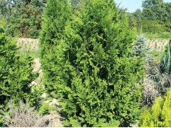 Туя западная "Spiralis" (Контейнер 3,0л.)