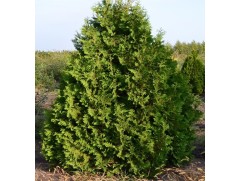 Туя западная Туя западная