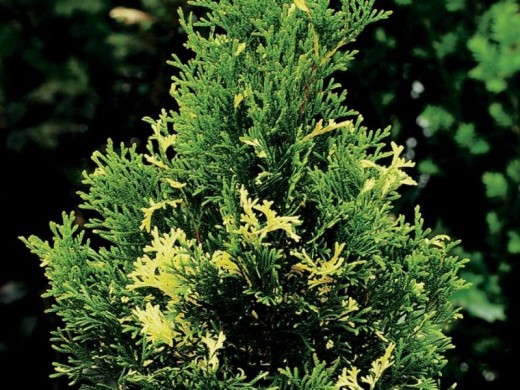 Туя западная Туя западная