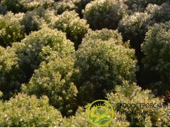 Туя западная 