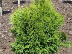 Туя западная 