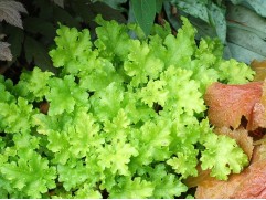 Гейхера гибридная 