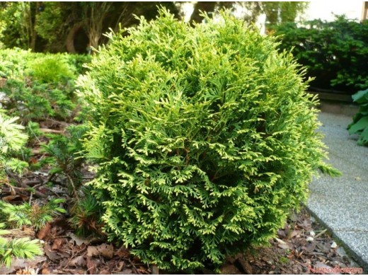 Туя западная Туя западная