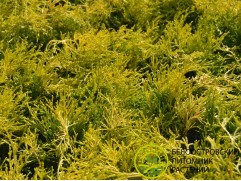 Туя западная 