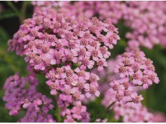 Тысячелистник обыкновенный 