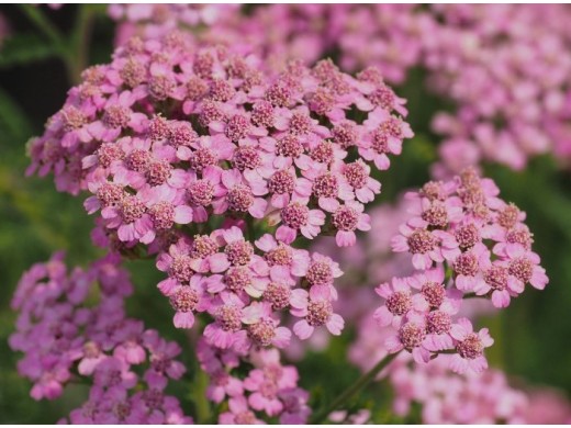 Тысячелистник обыкновенный Тысячелистник обыкновенный