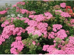 Тысячелистник обыкновенный 