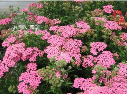 Тысячелистник обыкновенный Тысячелистник обыкновенный