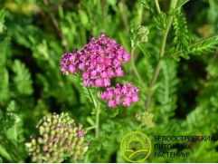 Тысячелистник обыкновенный 