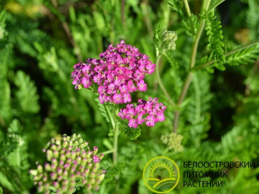 Тысячелистник обыкновенный Тысячелистник обыкновенный