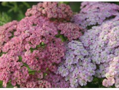 Тысячелистник обыкновенный 