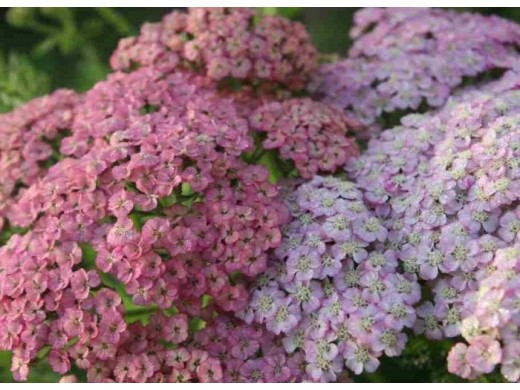 Тысячелистник обыкновенный Тысячелистник обыкновенный