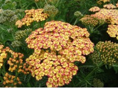 Тысячелистник обыкновенный 