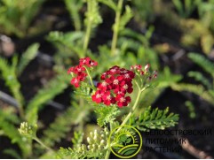 Тысячелистник обыкновенный 