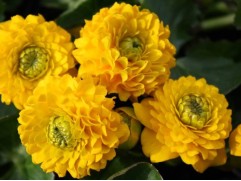 Калужница махровая 