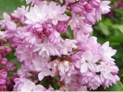 Сирень обыкновенная 