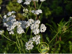Тысячелистник обыкновенный 