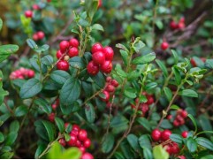 Клюква крупноплодная 