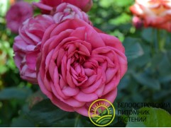 Роза чайно-гибридная 