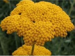 Тысячелистник обыкновенный 