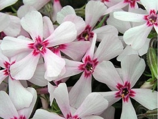 Флокс шиловидный Флокс шиловидный