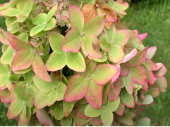 Гортензия метельчатая Гортензия метельчатая