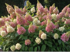 Гортензия метельчатая 